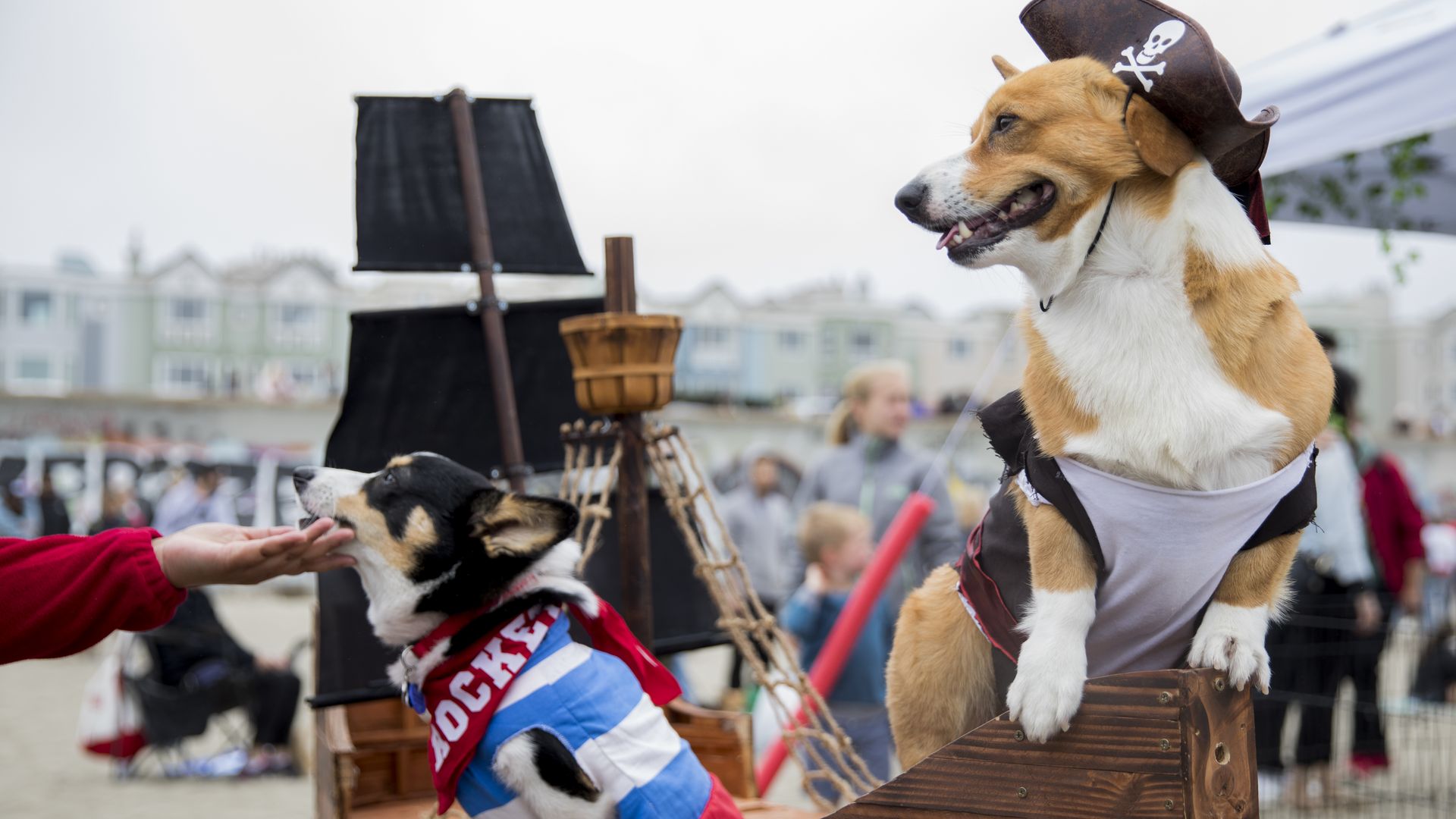 Photo of two corgis dressed as pirates sitting in a pirate boat on a beach