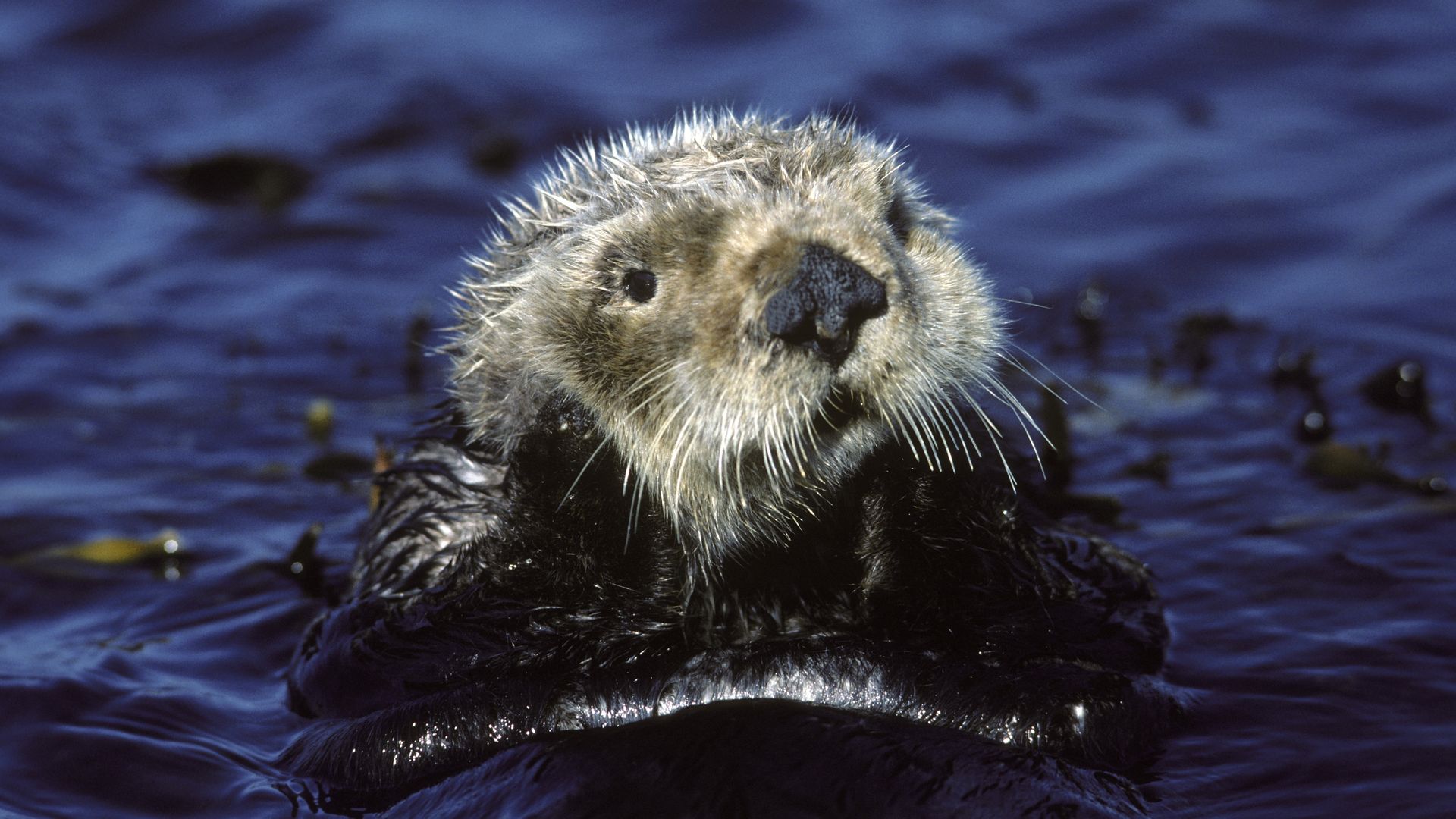 Sea otter, resting in kelp.Enhydra lutris.Monterey Bay, California. 