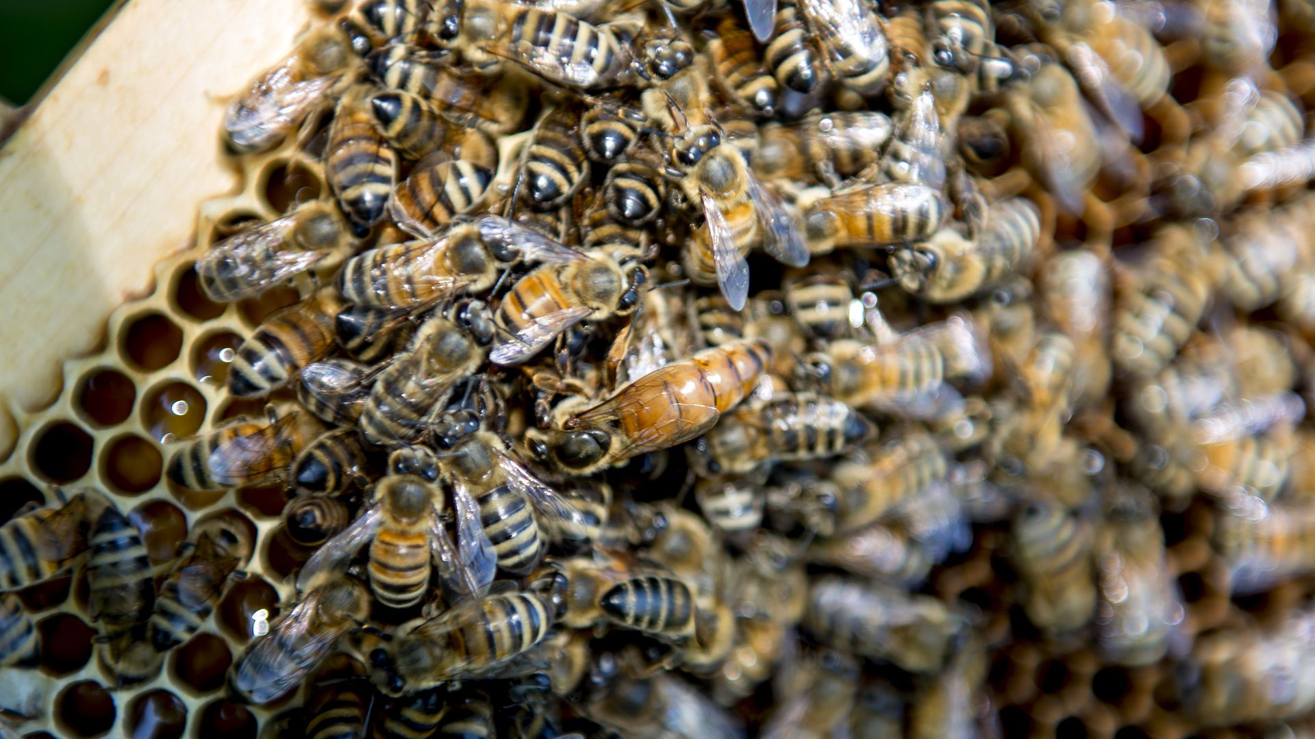 A queen Carniolan honey bee, center, climb on the frame of a hive owned by Bureau County Honey Co. near Hennepin, Illinois, U.S., on Thursday, July 3, 2014.