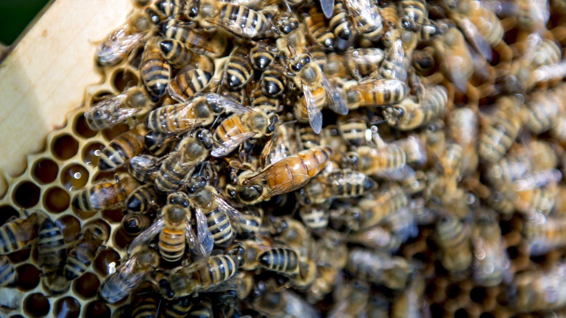 What to know about the world's first honeybee vaccine