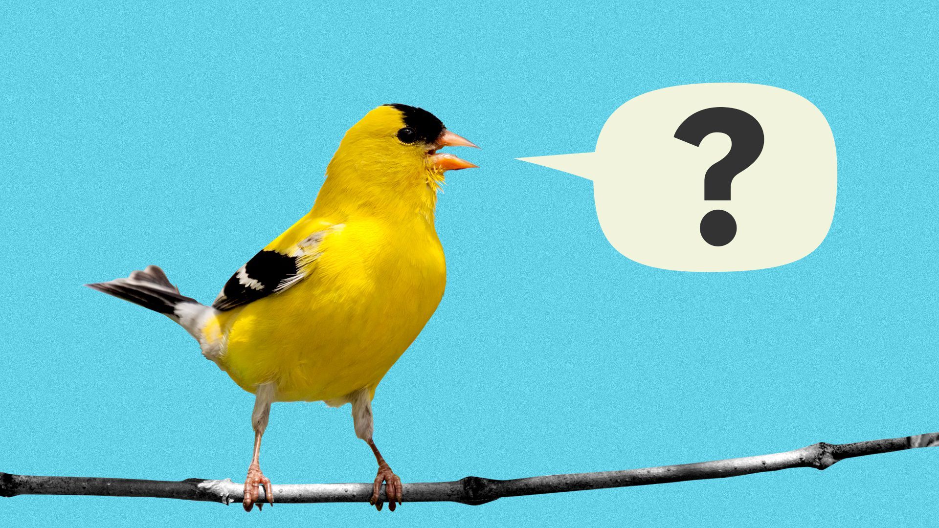 Illustration of a goldfinch, with a word balloon with a question mark in it.