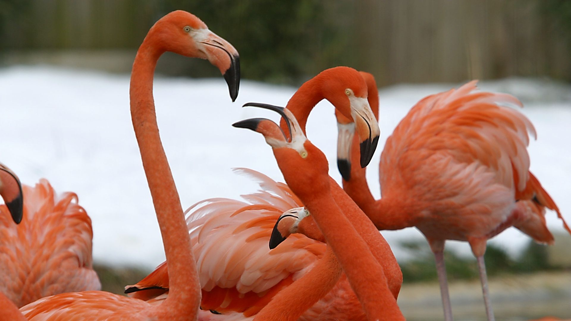 A group of Flamingos
