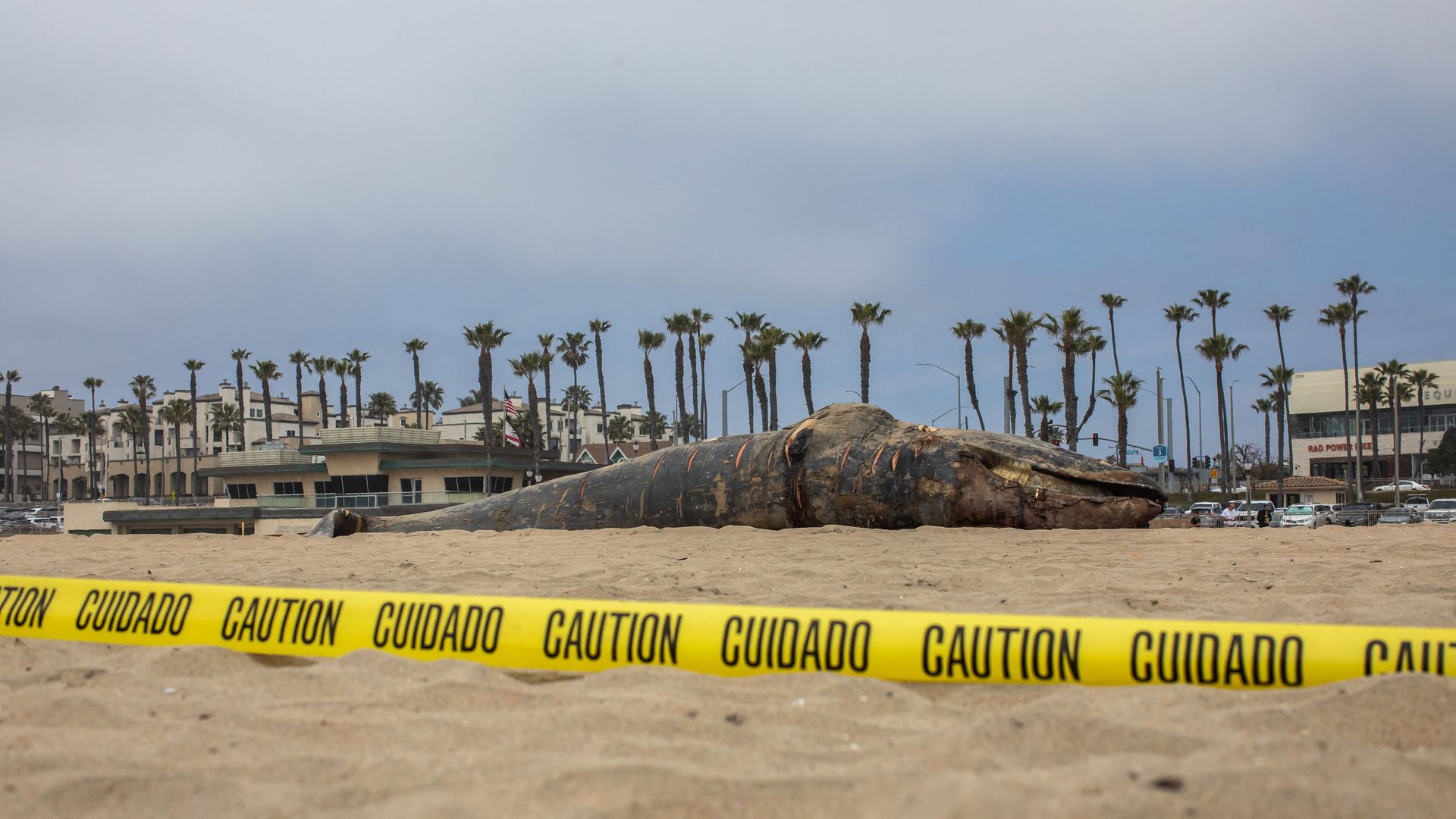 Overcast beach with a large gray whale on the sand, surrounded by yellow caution tape. Palm trees and low buildings line the shore in the background.