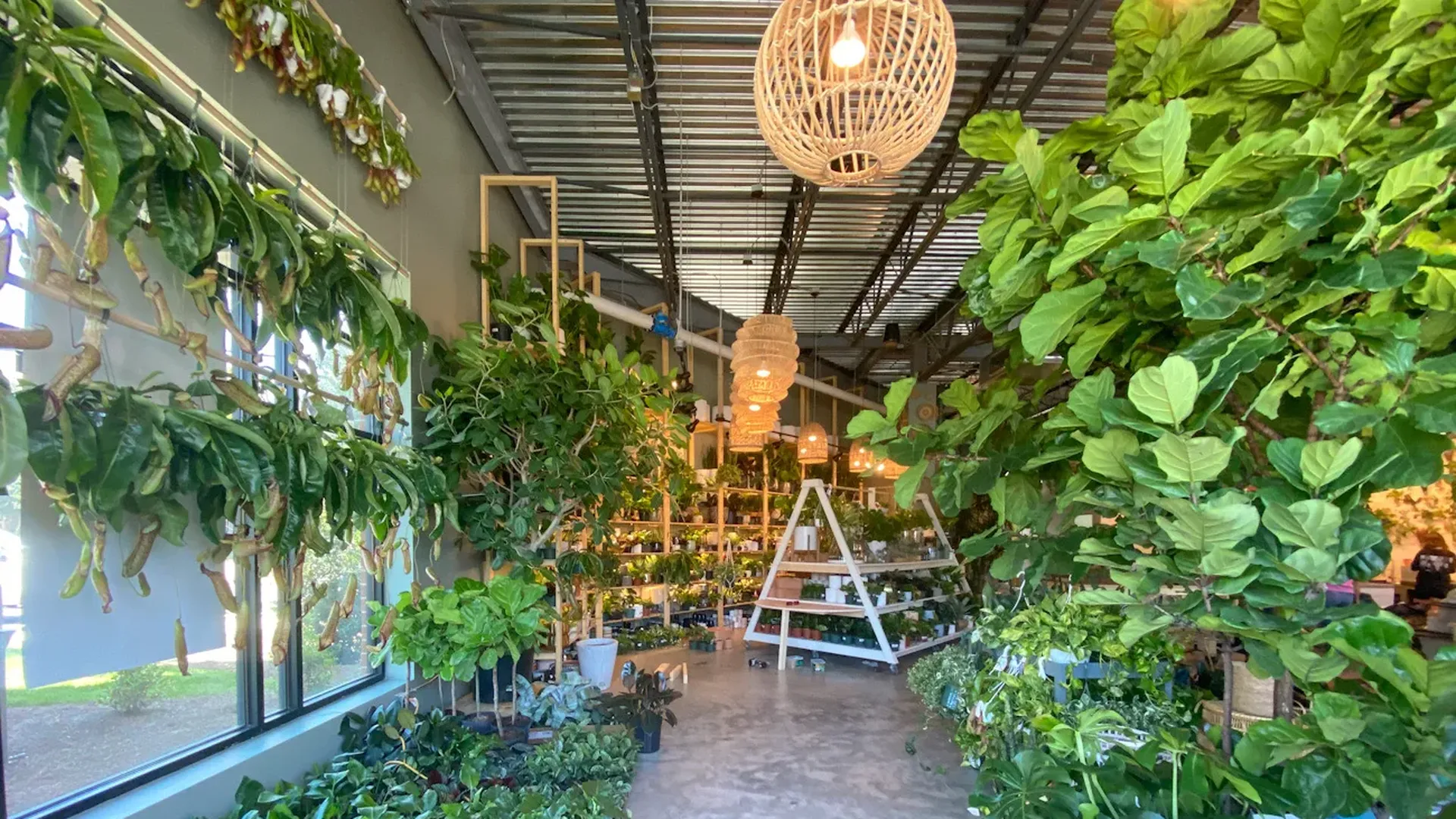 Trendy plant store PlantHouse is opening this Saturday in Dilworth - Axios  Charlotte