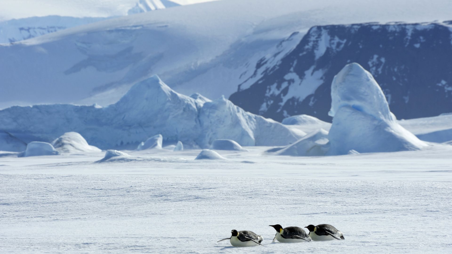 The scene in Antarctica, near Weddell Sea, at Snow Hill Island, featuring Emperor Penguins tobogganing over ice. 