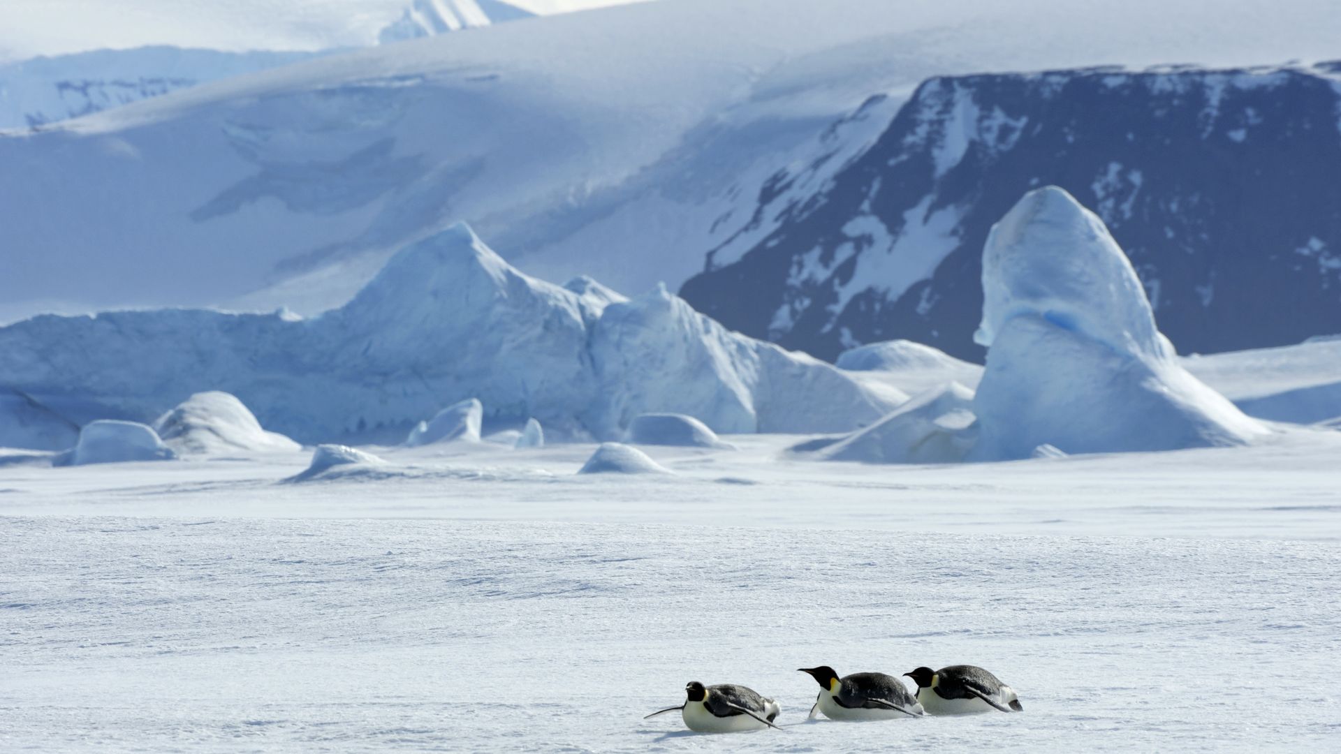 The scene in Antarctica, near Weddell Sea, at Snow Hill Island, featuring Emperor Penguins tobogganing over ice.