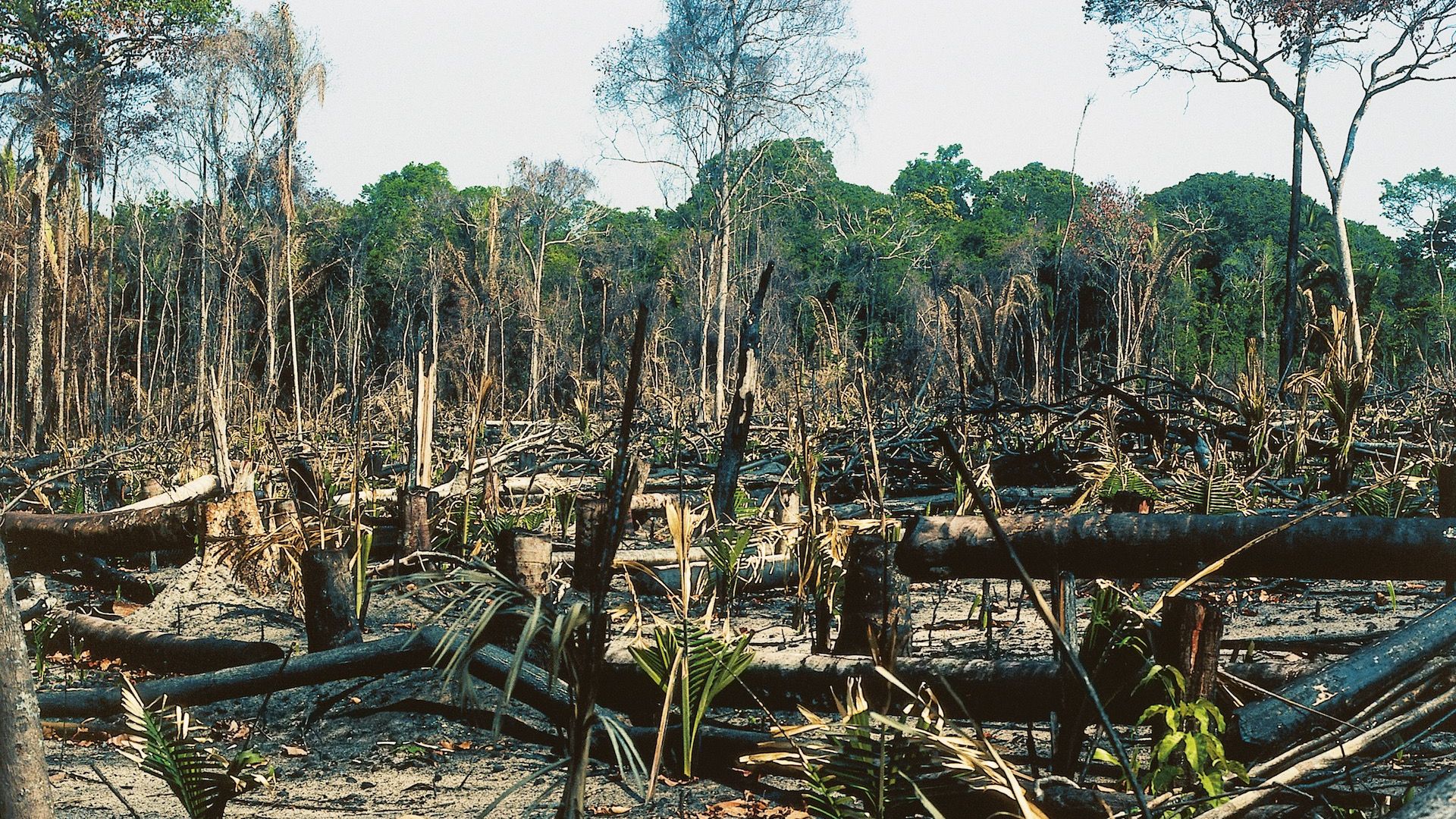 Global Tree Cover Loss Spiked In 2017