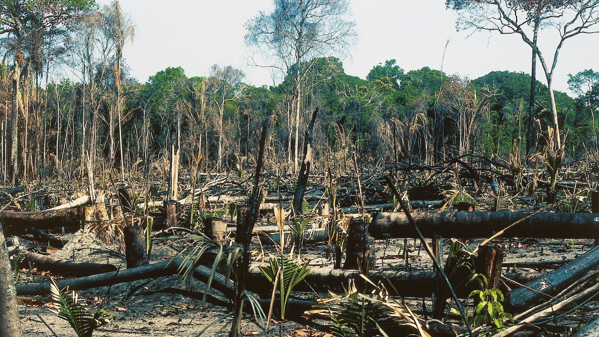 Amazon rainforest deforestation.