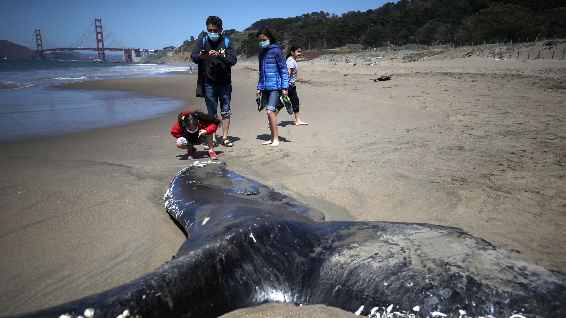 Beachgoers look at a dead juvenile Humpback Whale that washed up on Baker Beach on April 21, 2020 in San Francisco, California.