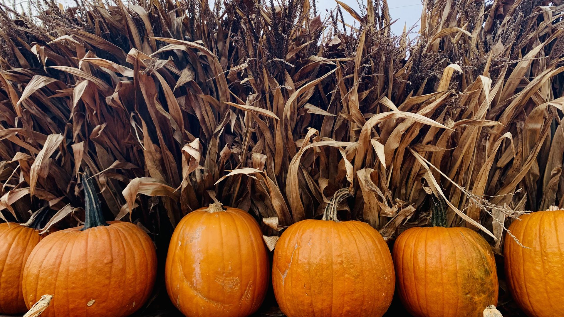 Bright orange pumpkins line the bottom in front of tall, dried corn stalks; a pale blue sky with leafless tree branches fills the background, creating an autumn harvest scene.