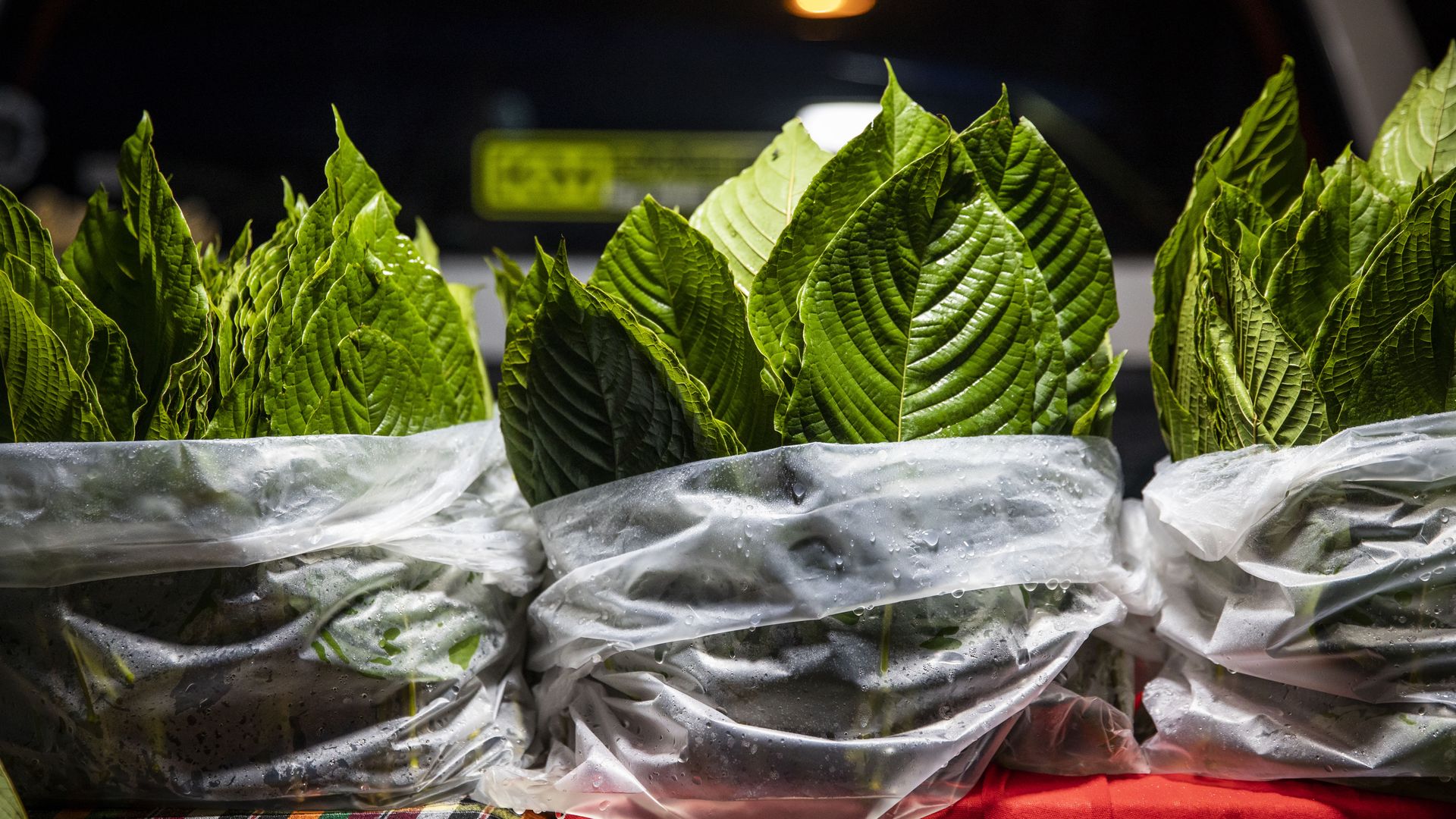 Large green kratom leaves in translucent cellophane bags