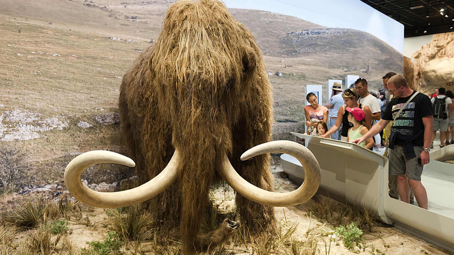 A wooly mammoth on display.