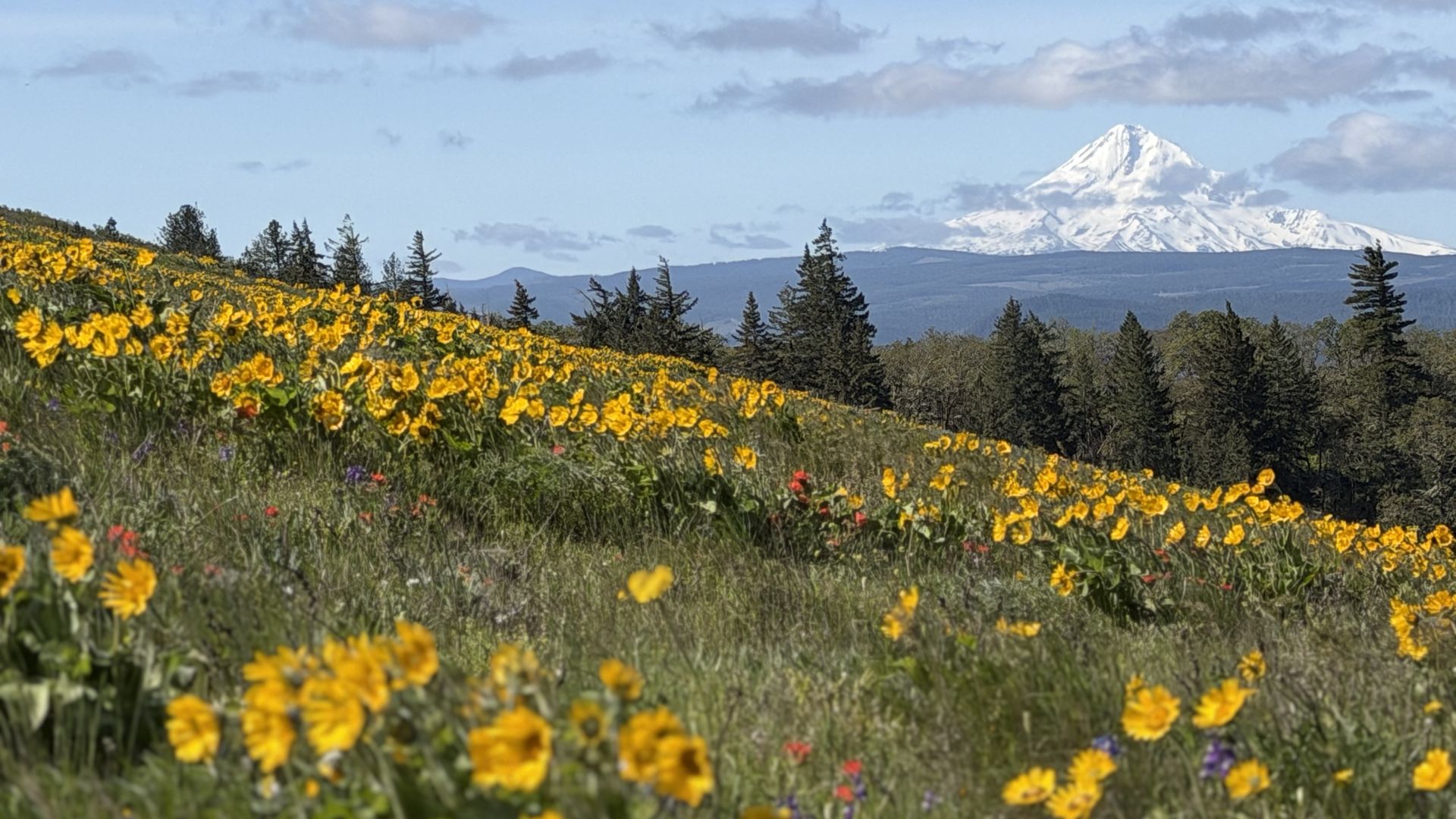 Wide landscape with a field of bright yellow wildflowers in the foreground, dark evergreen trees in the midground, and a snow-capped mountain under a blue sky with fluffy white clouds.