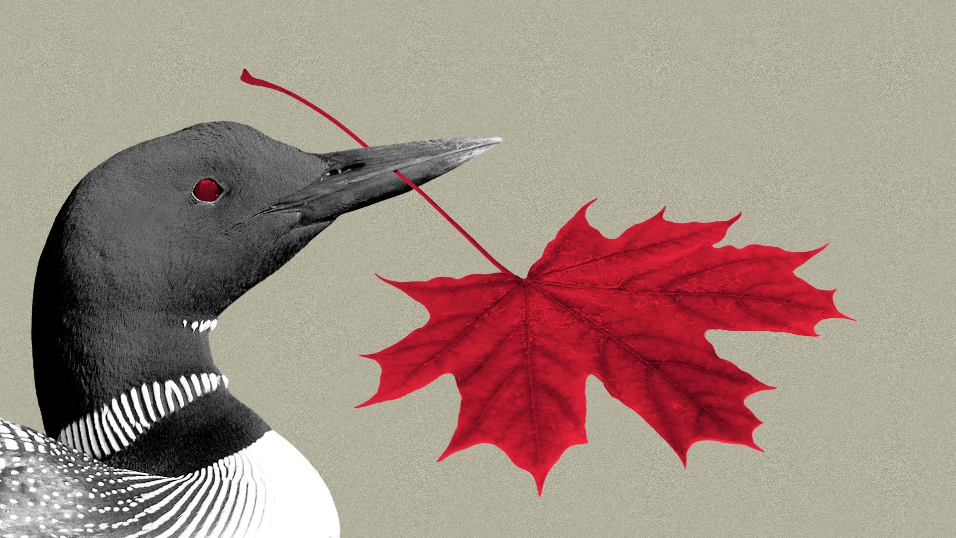 Illustration of a loon holding a red maple leaf in its mouth. 