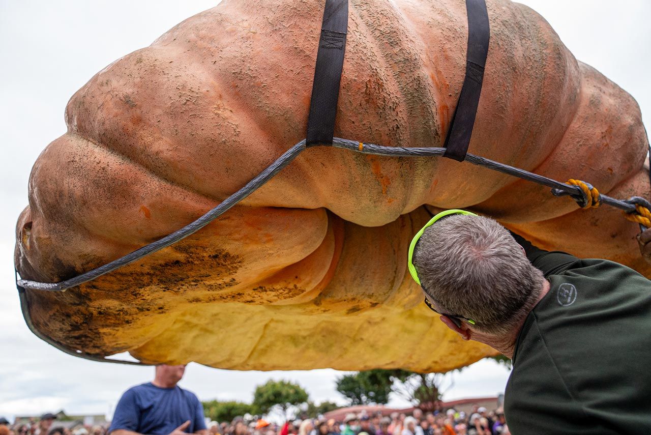 World record pumpkin being inspected.