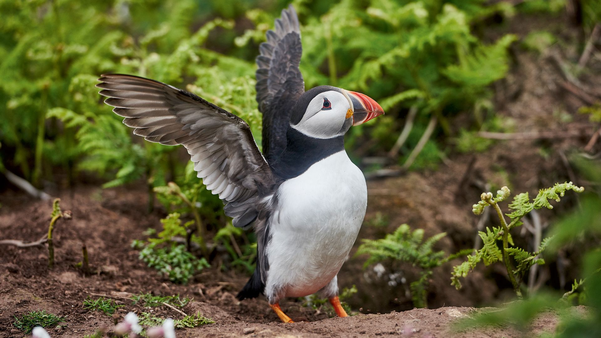 An Atlantic puffin (Fratercula arctica) on the island of Skomer, off the coast of Wales, taken on September 13, 2016