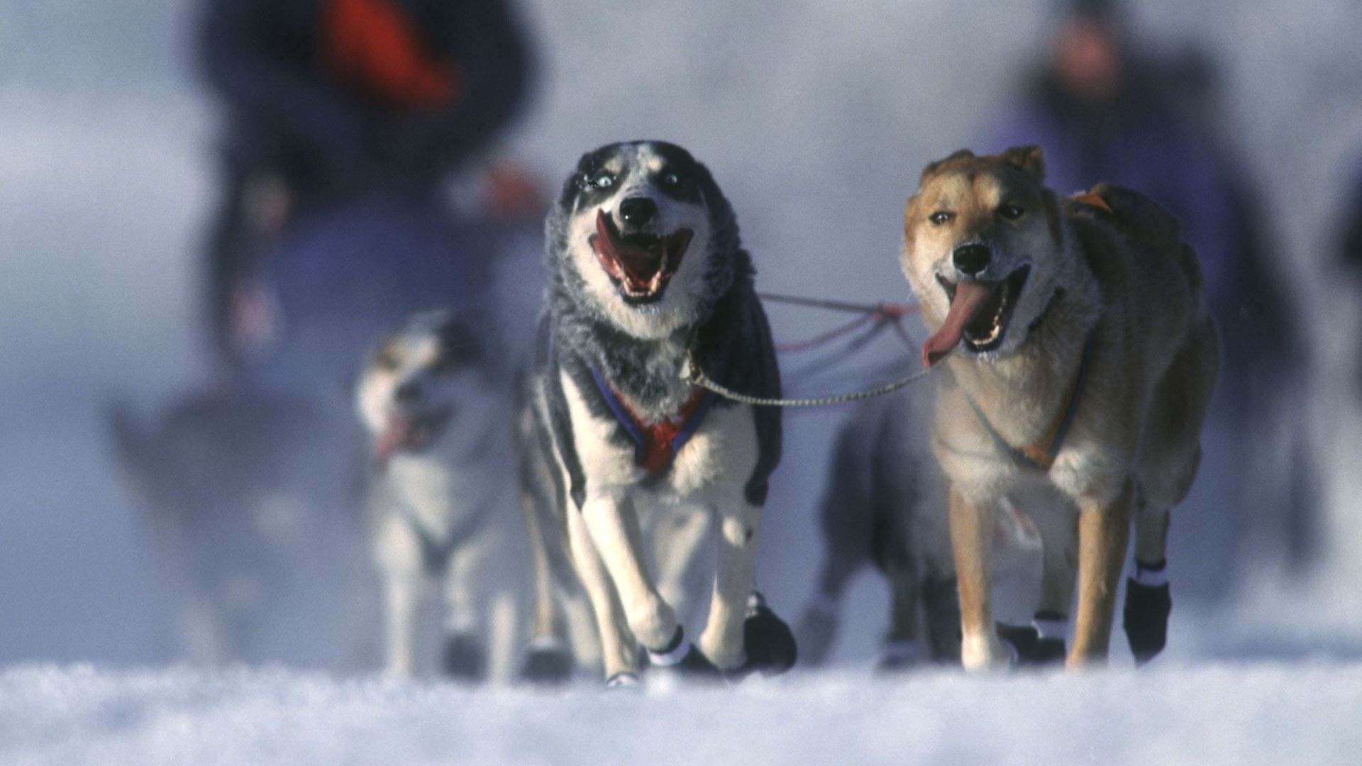 Dogs running through the snow
