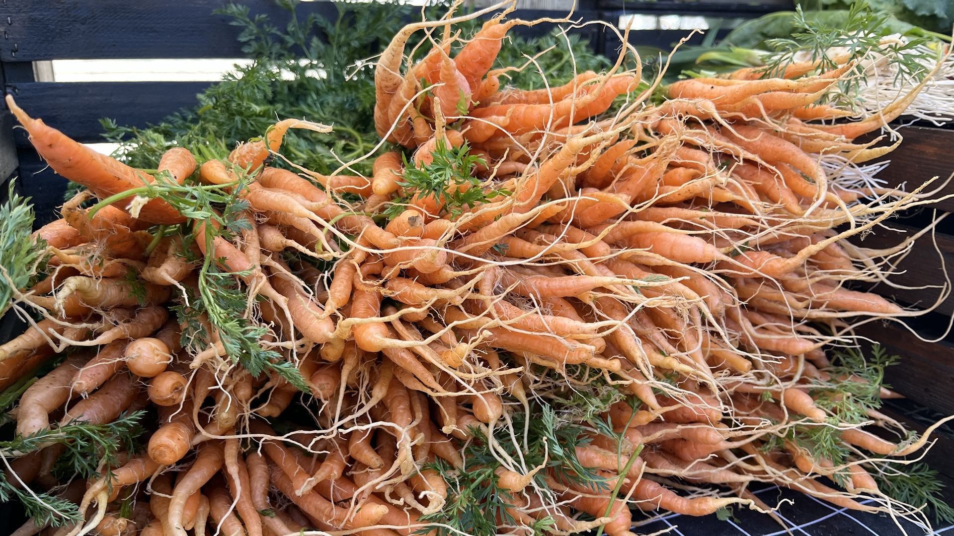 Photo of carrots on a farmers table