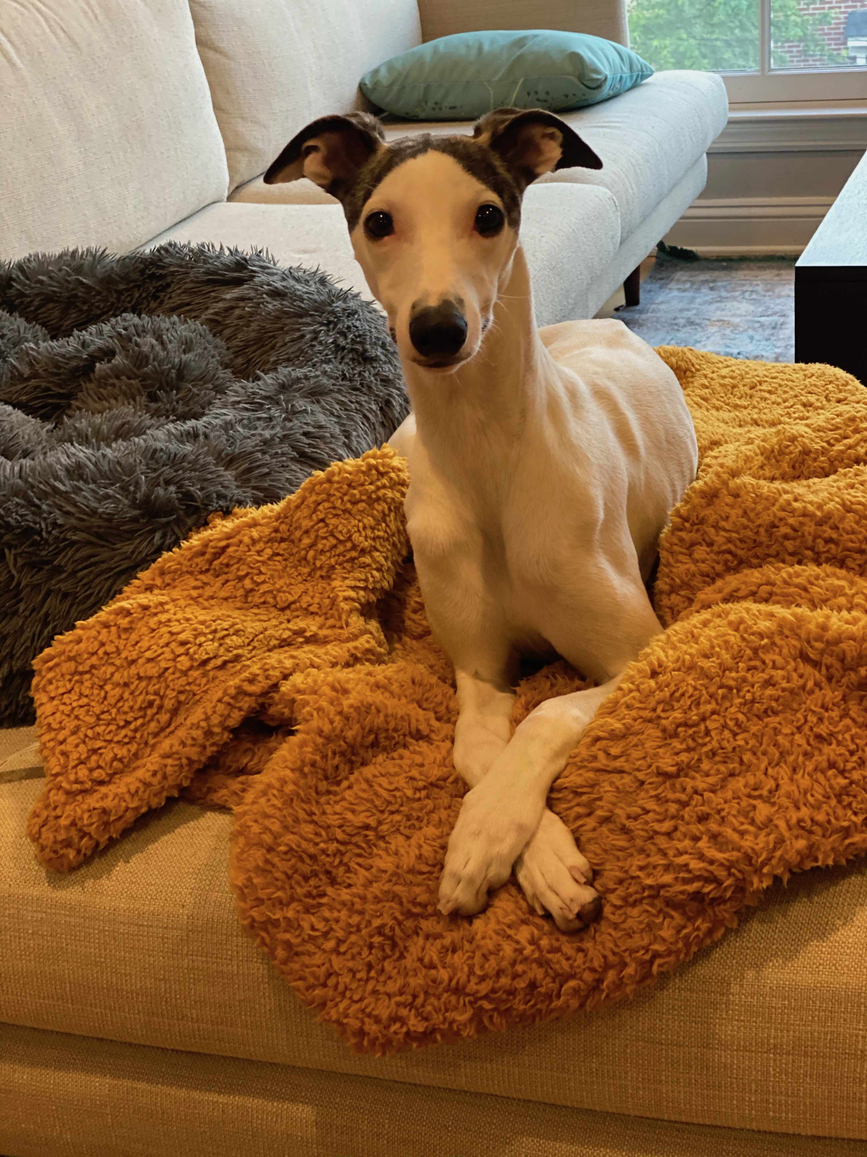 Photo of Photon, Erica Pandey's dog, sitting on a blanket