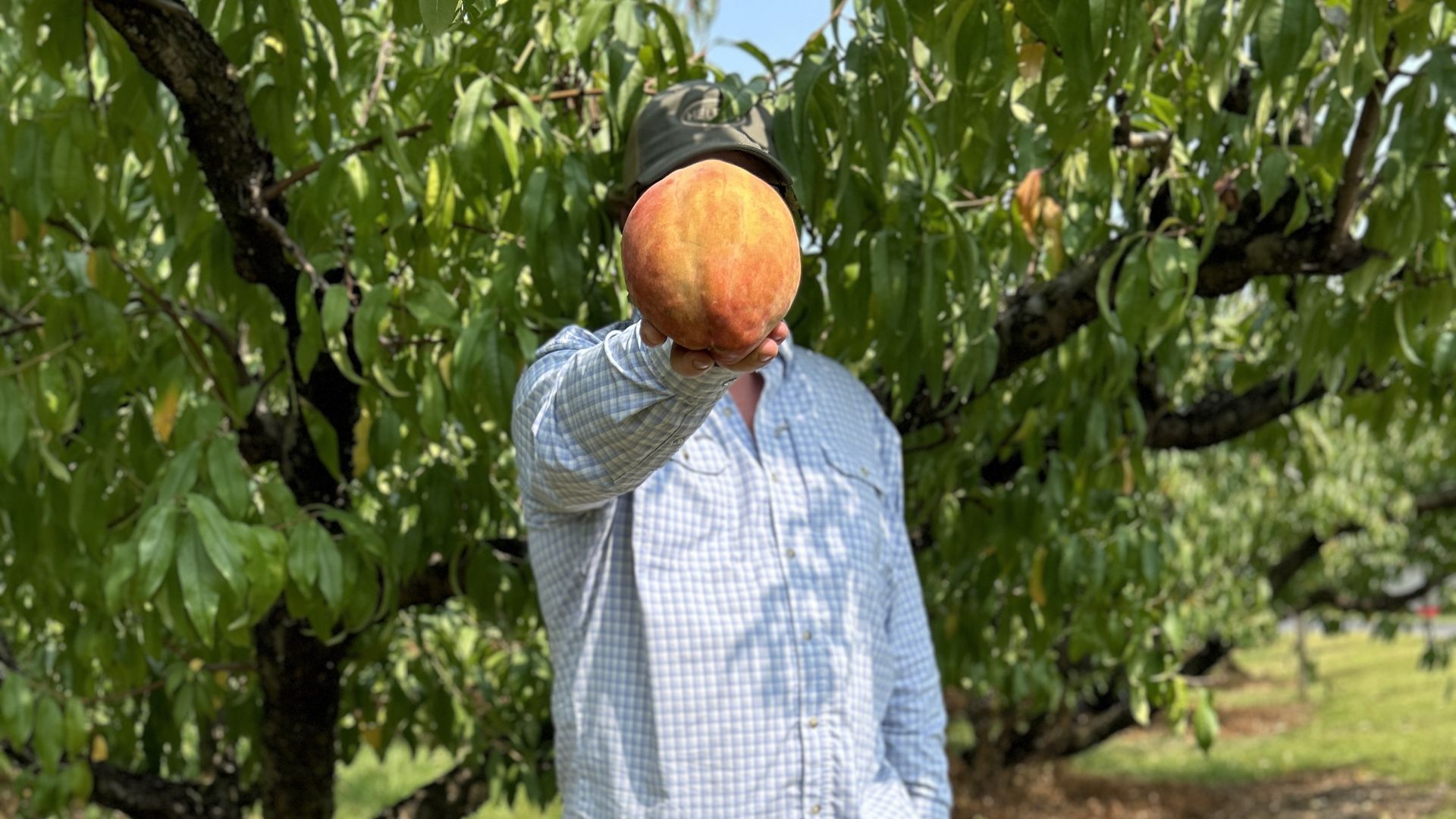 A man holding a peach the size of his head. 