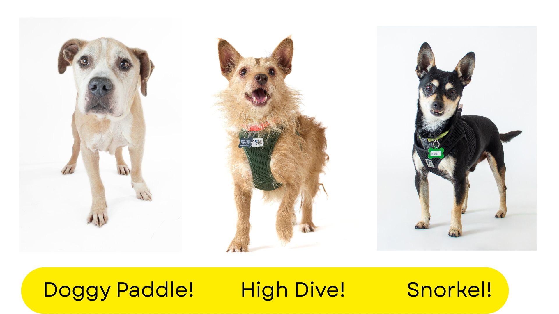 Three dogs stand in a row against a white background: left a light tan pit bull mix, center a scruffy terrier wearing a green harness, right a small black and tan chihuahua mix with a harness.