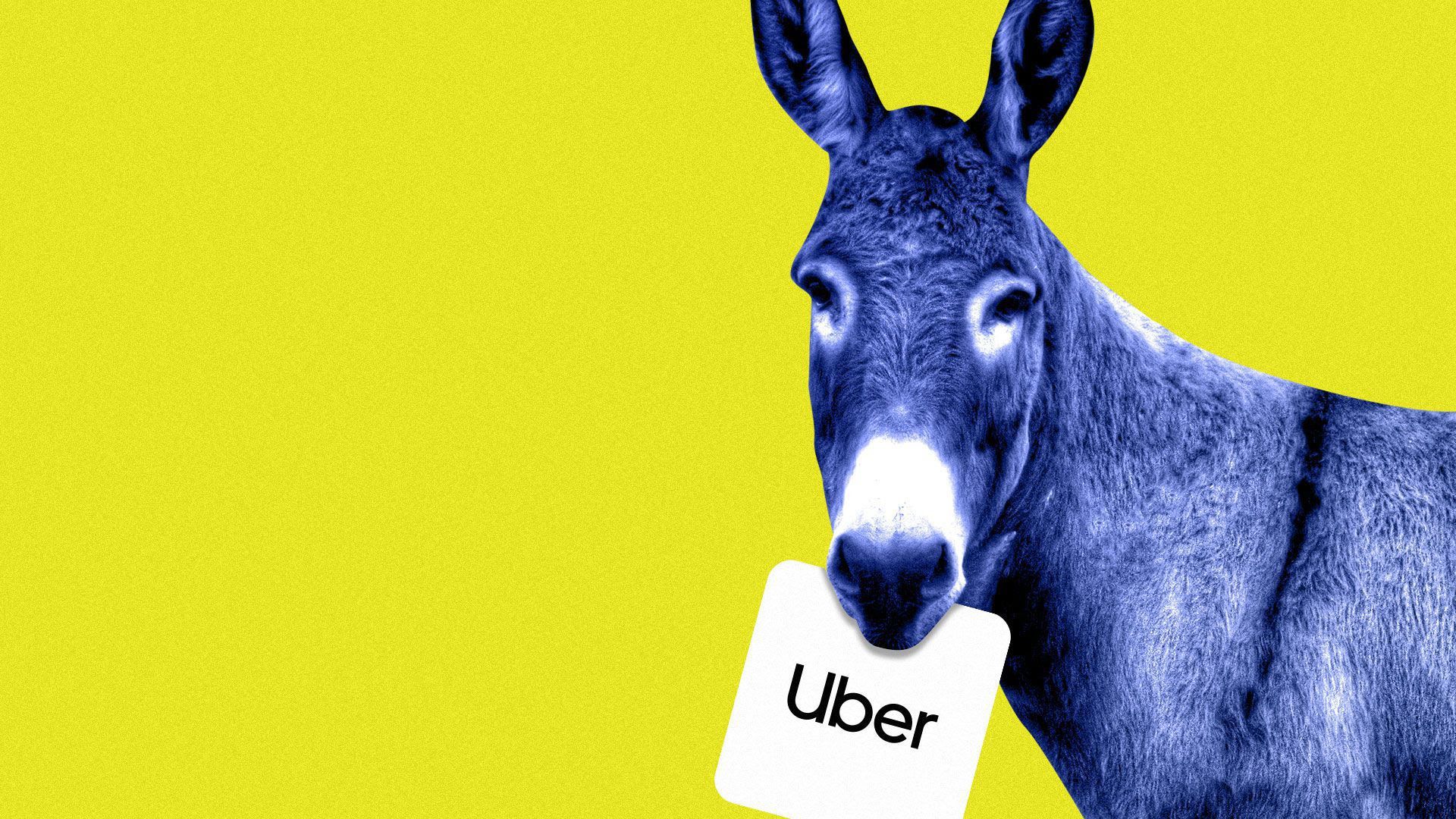 A donkey