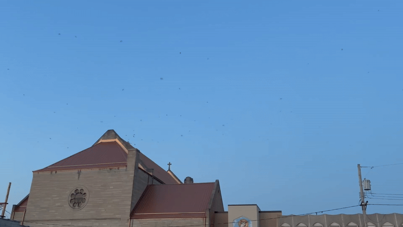 Birds flying quickly above a red-roofed church at the sun sets