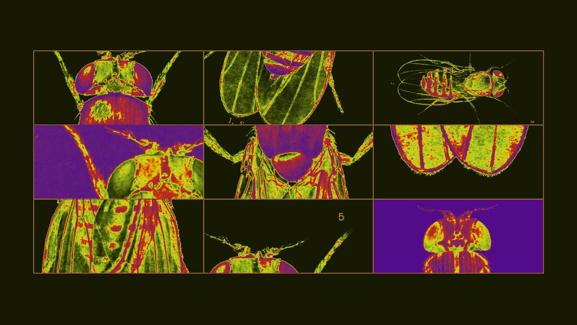 Illustration of a grid of zoomed in fruit fly photos with neon x-ray coloring