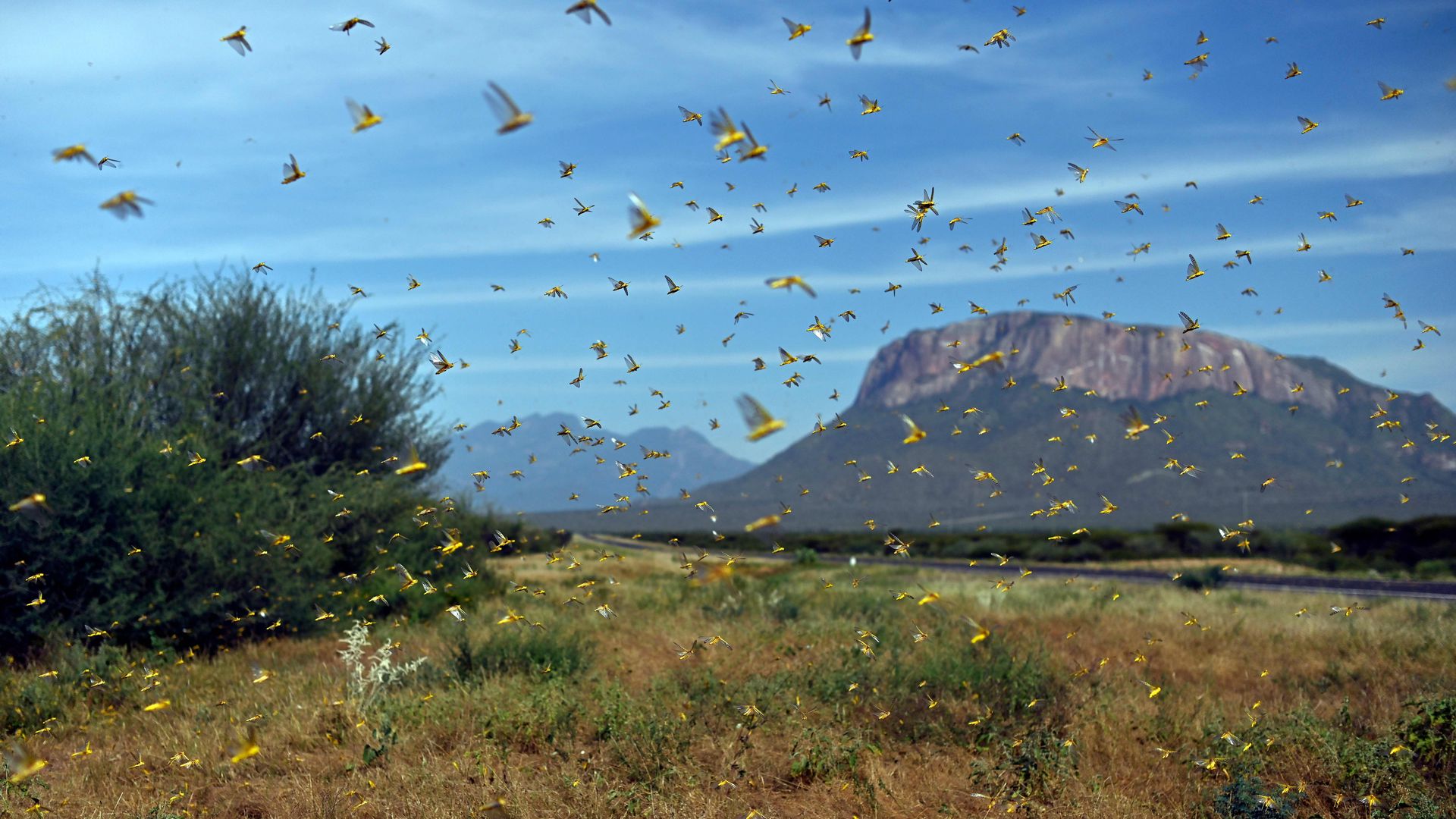 In this image, locusts swarm past cliffs in Kenya