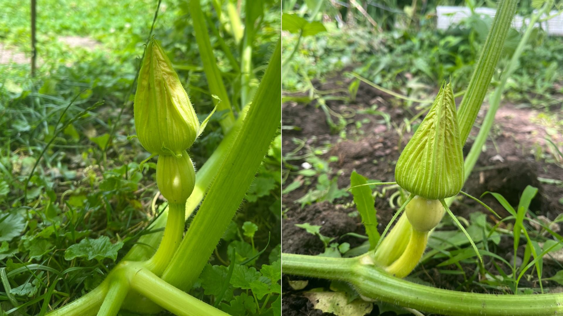 Two-panel close-up of an okra plant in a garden: bright green, ribbed pods developing along a thick stem, with hairy buds at the top. Leaves and soil in a lush background.