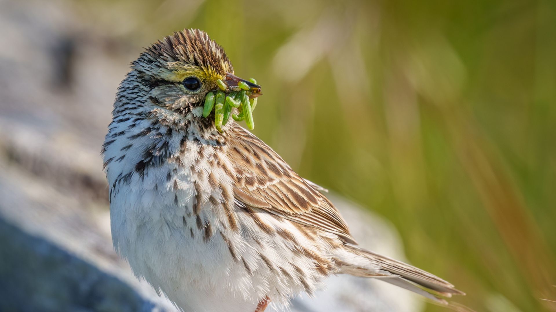 A Savannah sparrow with a worm in its mouth. 