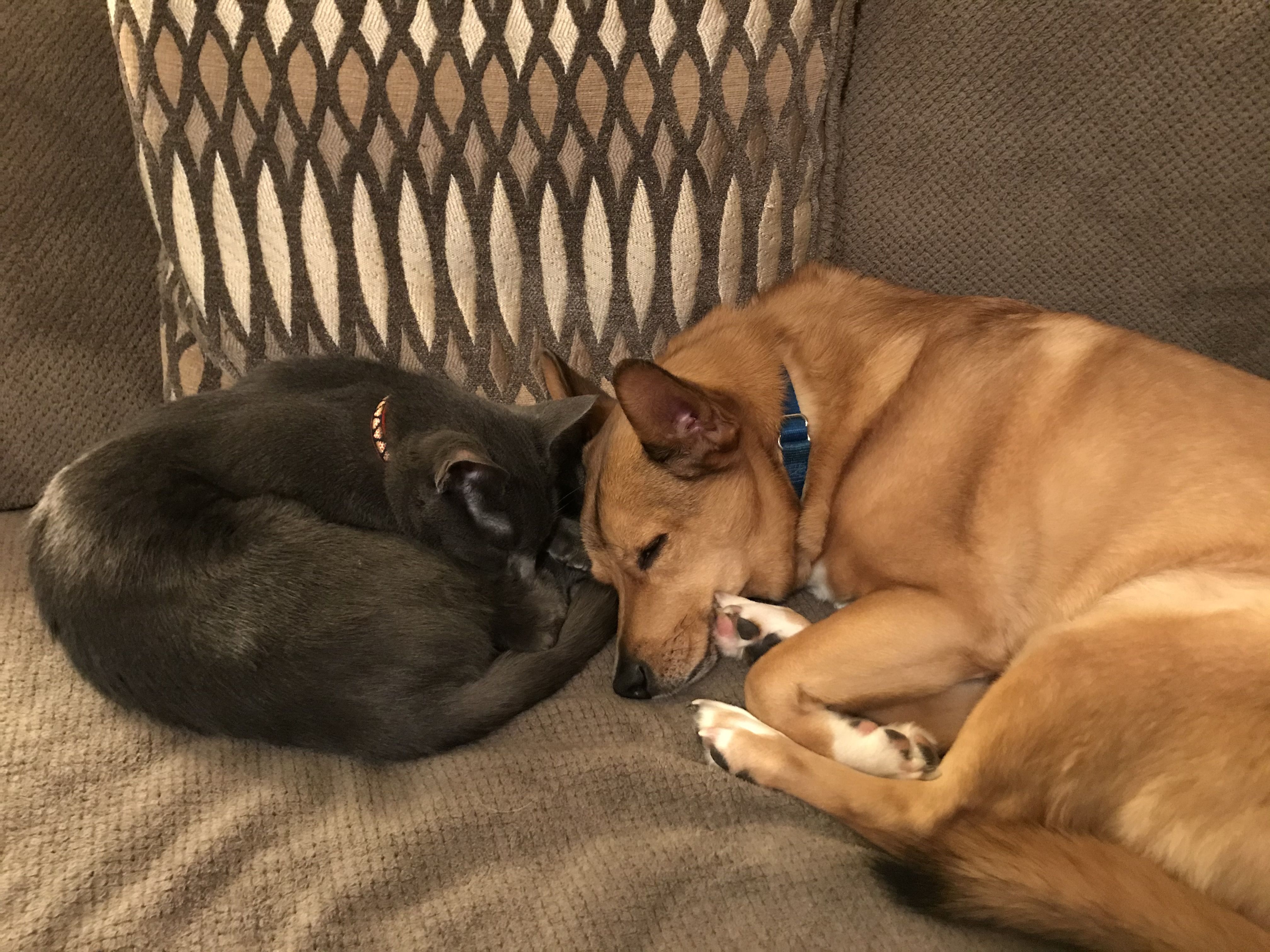 A gray cat and brown dog sleeping next to each other on a couch.
