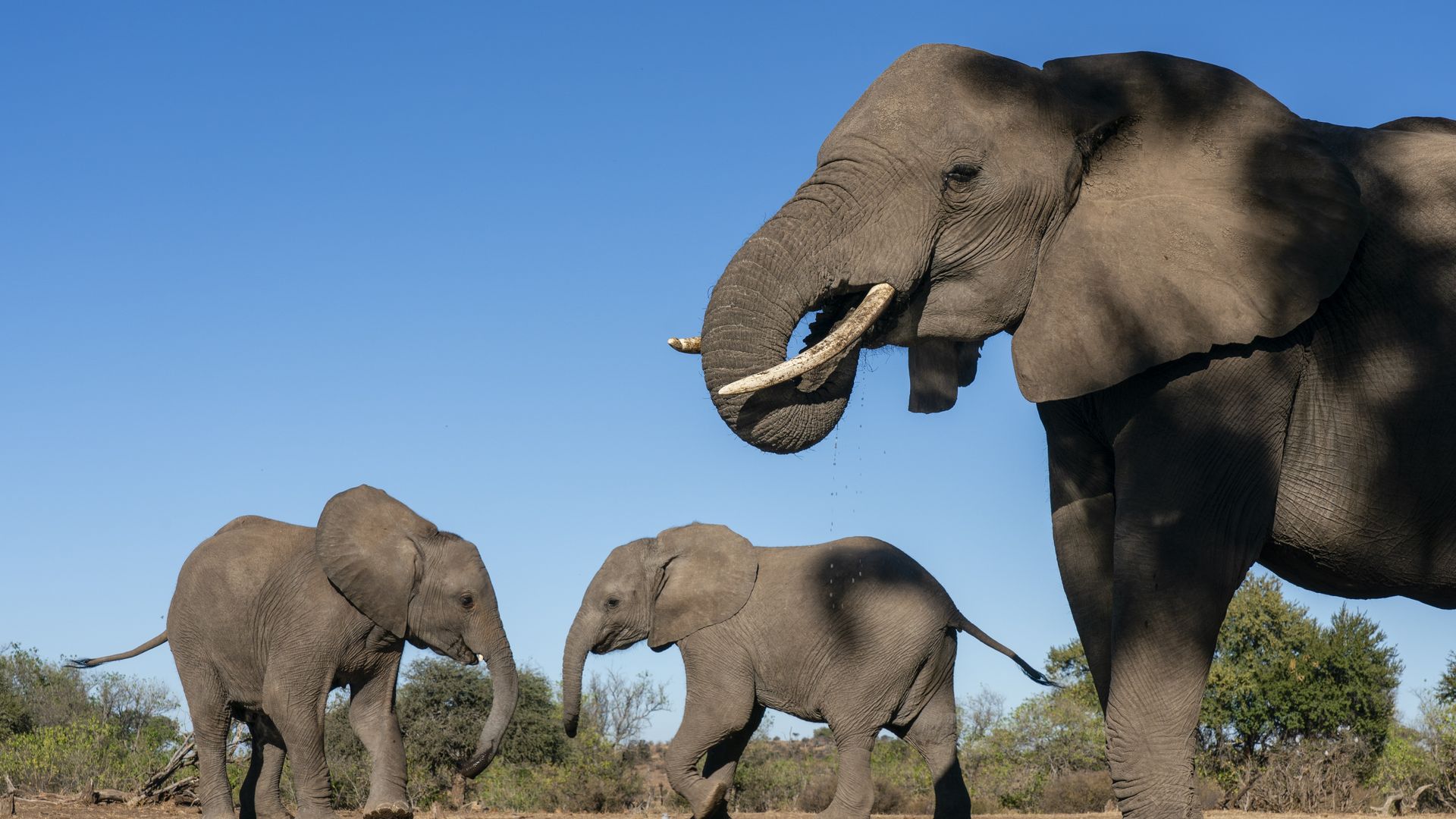 Elephants have names for each other like humans do, study suggests, image size:1920x1080
