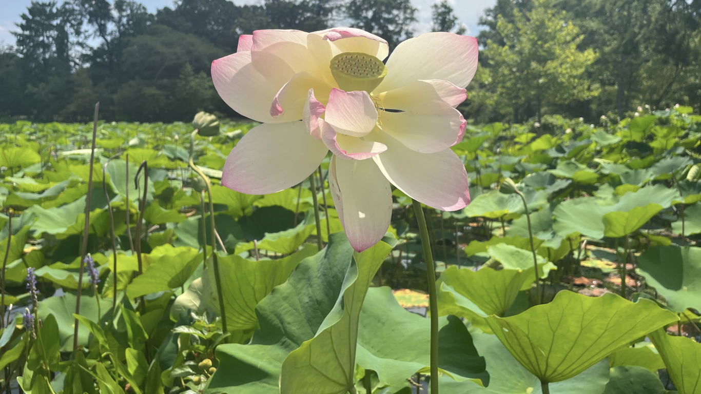 Experience new blooms at D.C.'s Lotus and Water Lily Festival Axios