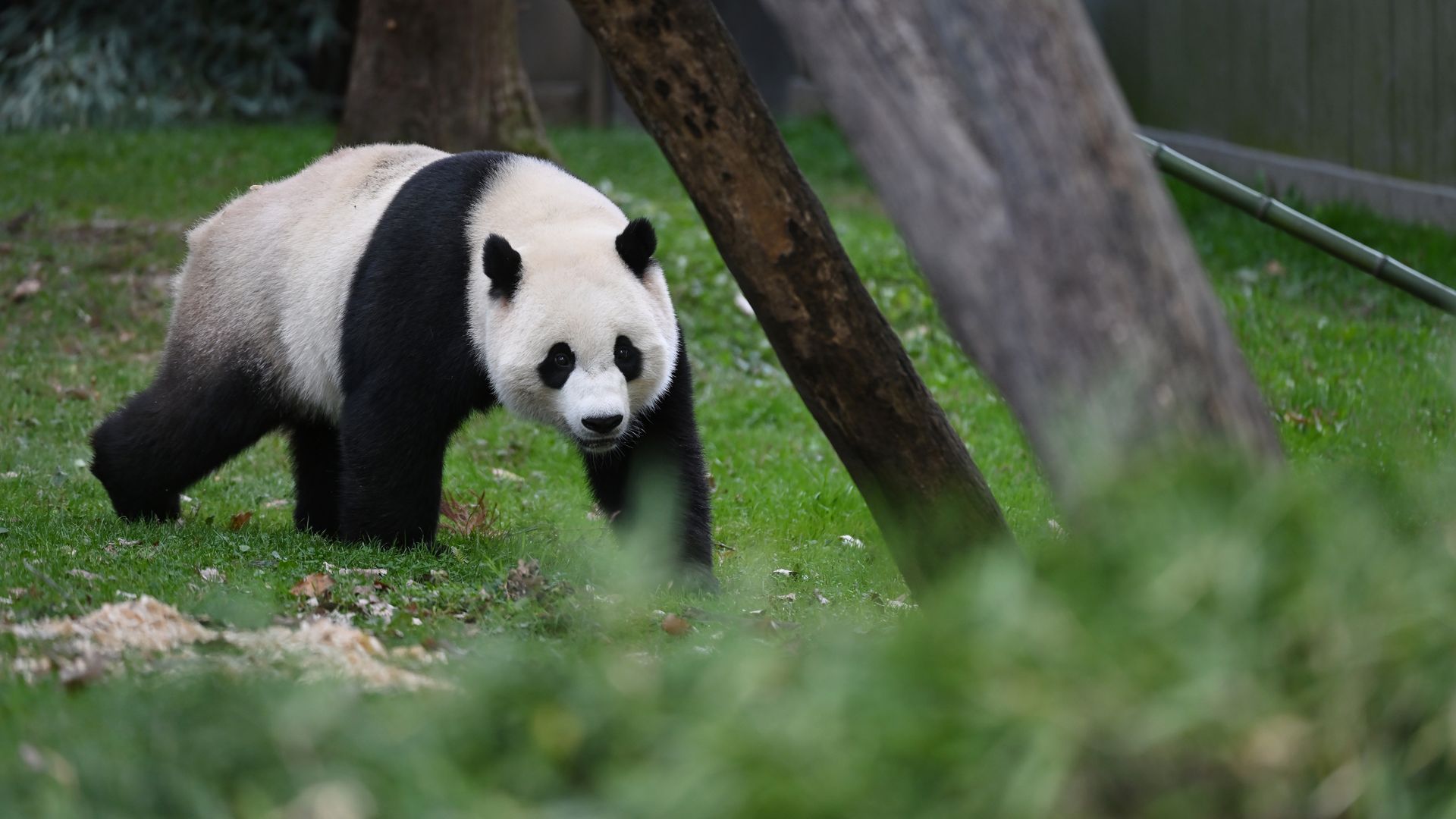 Surprise! Giant pandas may return to San Diego - The San Diego
