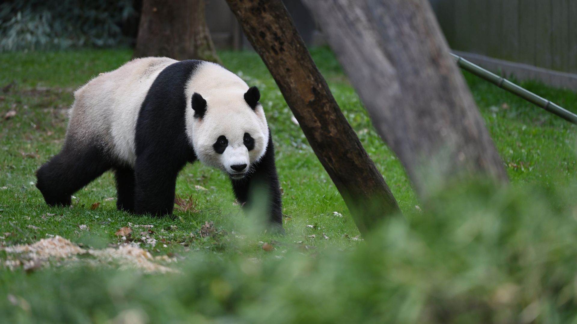 China's Giant Pandas May Return To The U.S. But To The Wrong Coast ...