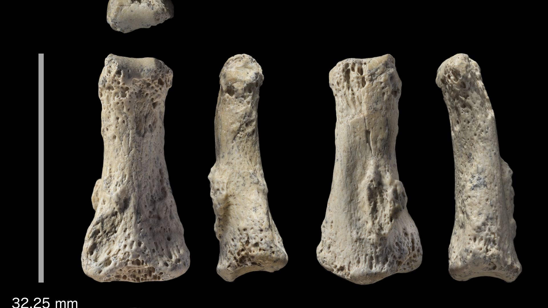 Fossil finger bone of what scientists believe is a Homo sapiens from the Al Wusta site in Saudi Arabia.