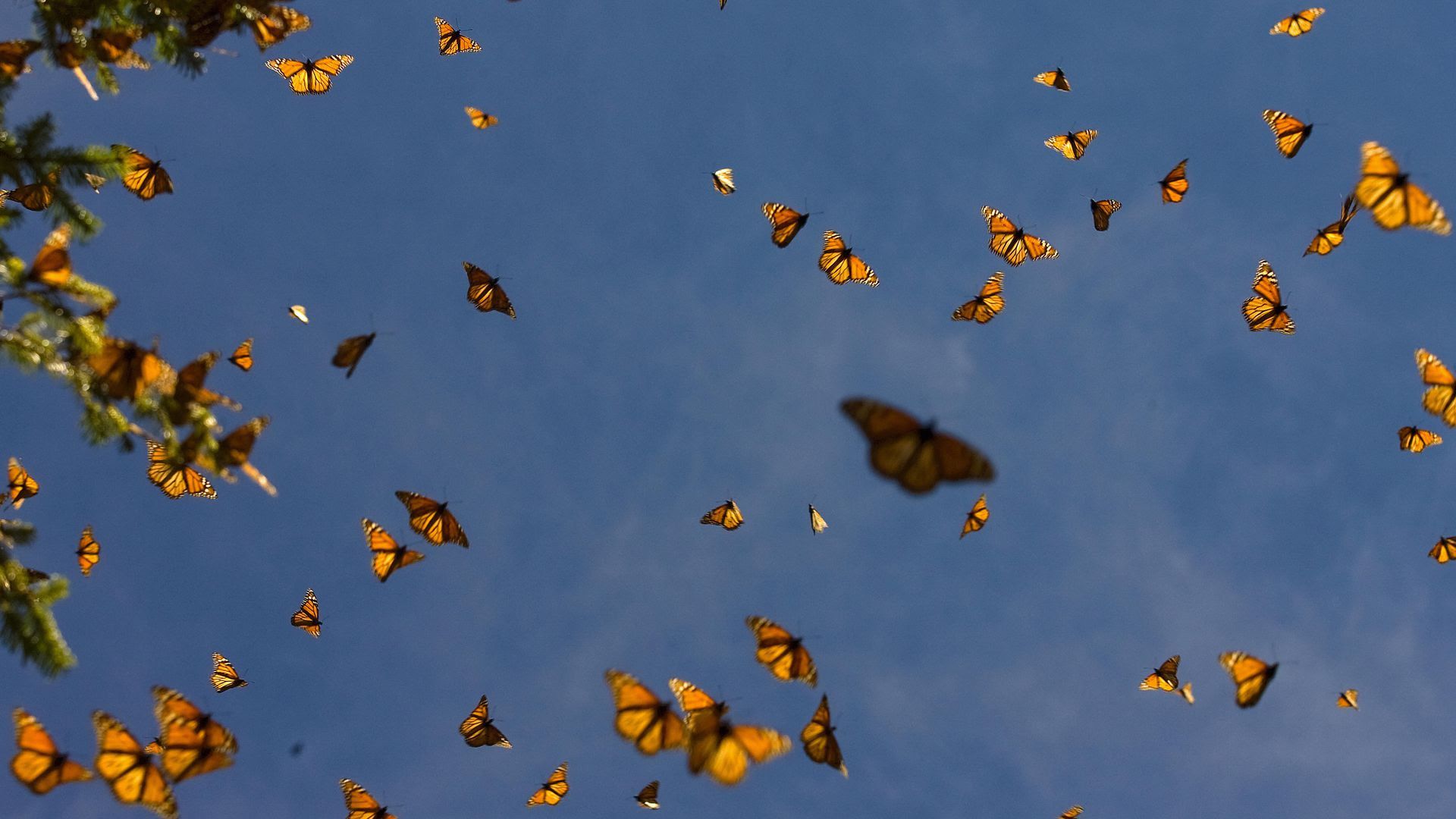 A group of butterflies in the air
