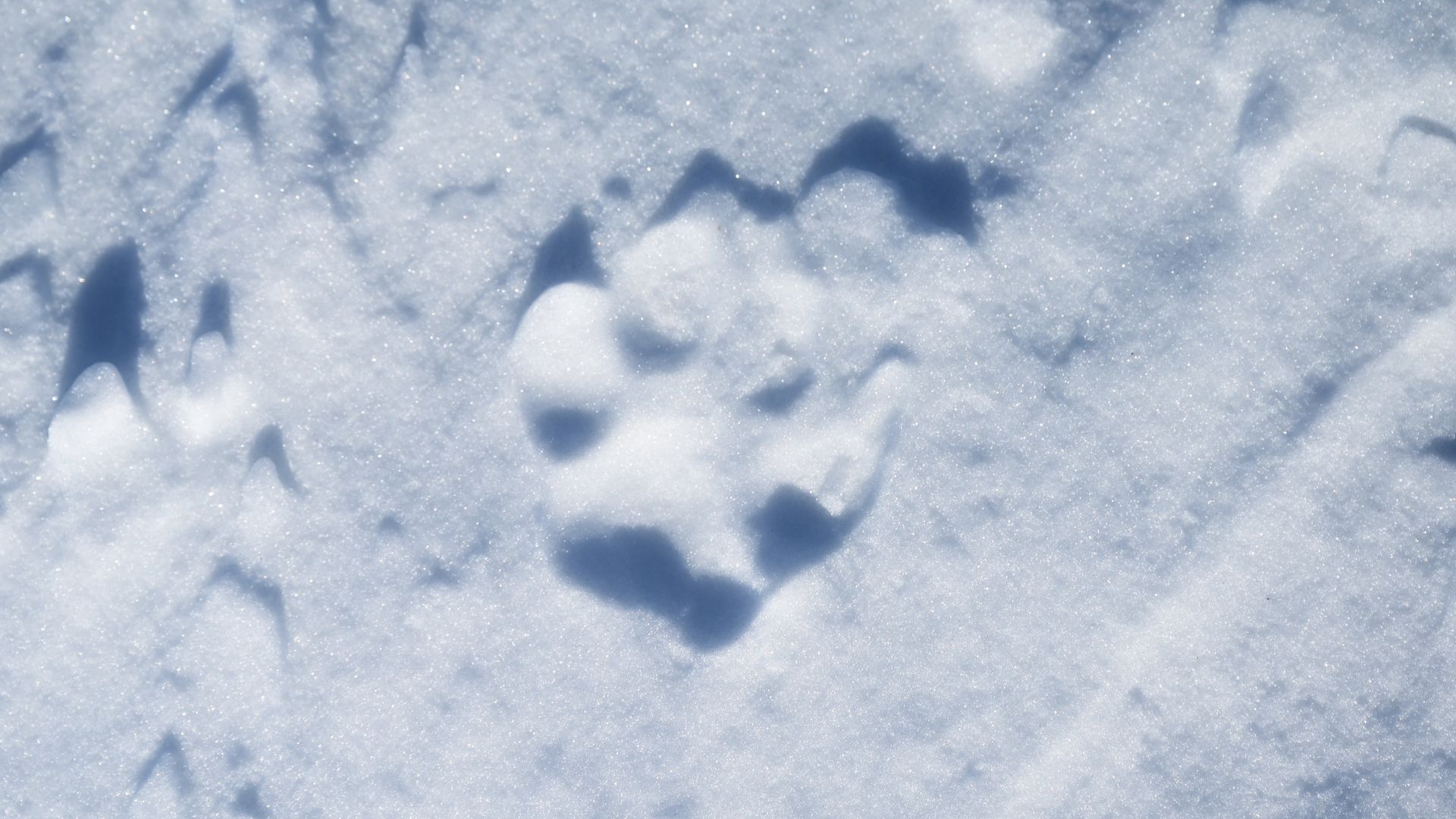 A wolf track is seen in the snow near Walden in 2022. Photo: RJ Sangosti/Denver Post via Getty Images