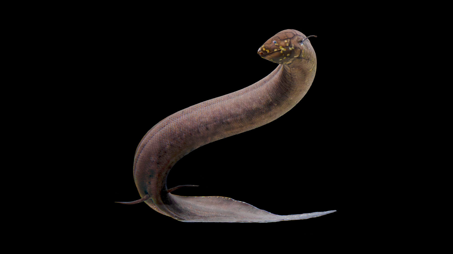 South American lungfish (Lepidosiren paradoxa)