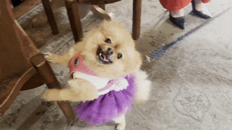 Image shows a dog wearing a purple tutu and running on the carpet.