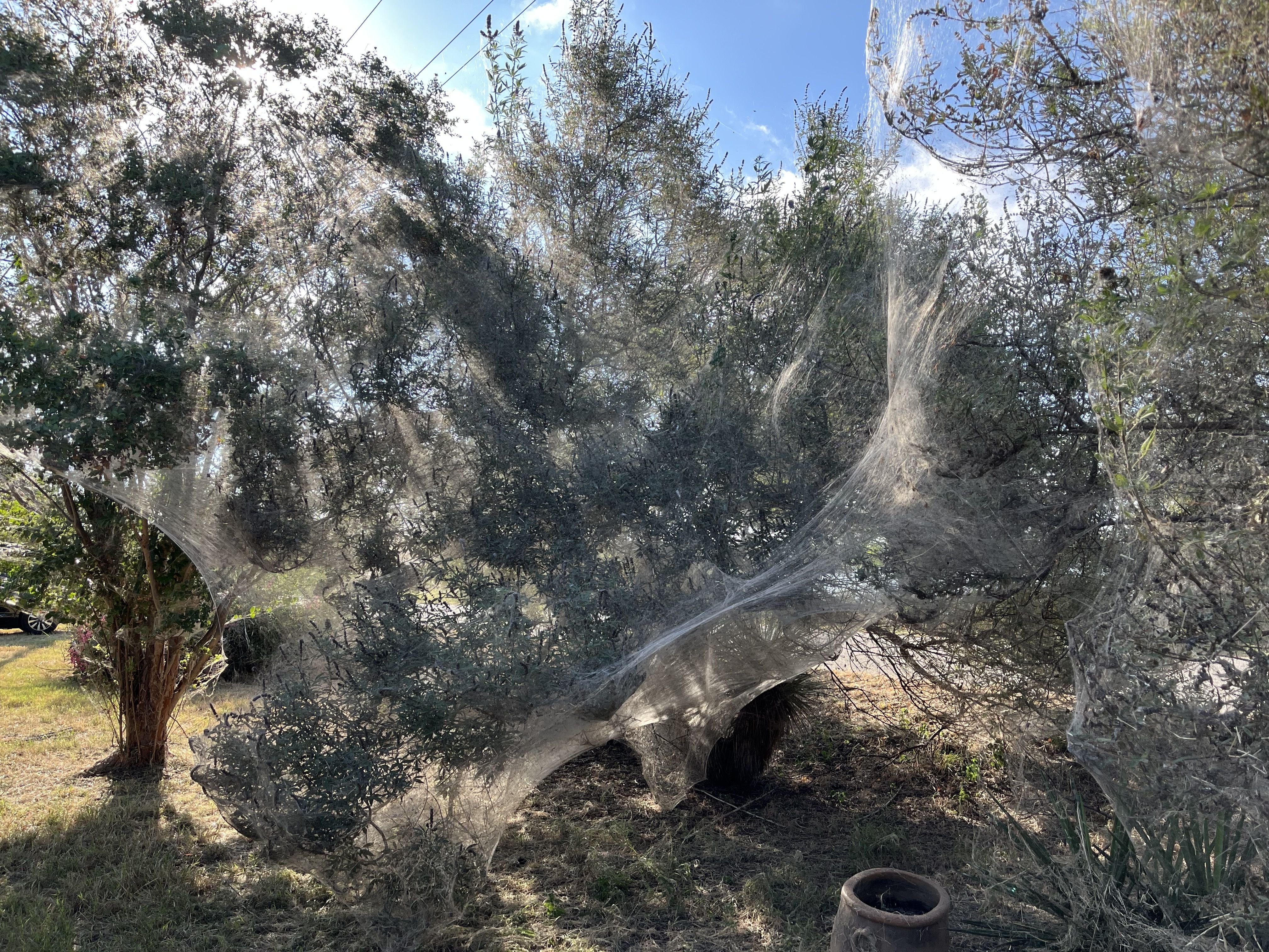 Dense spider webs covering multiple trees with sunlight filtering through a blue sky, creating a misty, silvery effect over the green leaves and brown grass below.