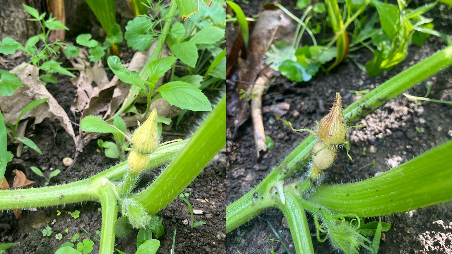 Two-panel close-up of a green, hairy squash stem with a pale yellow bud at a leaf node in a garden bed, surrounded by dark soil, dried leaves, and lush green foliage.