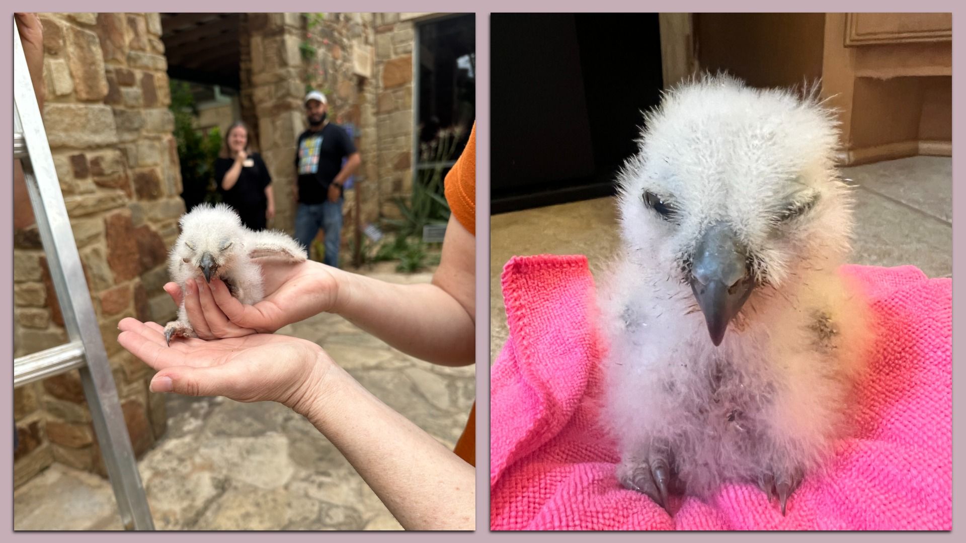 Two-panel image of a fluffy white chick. Left: a person gently holds it in an open hand near a stone wall with blurred bystanders behind. Right: close-up of the chick resting on a pink towel.
