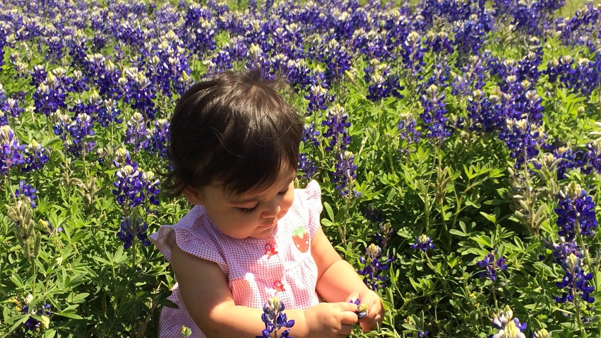 A child playing amid bluebonnets