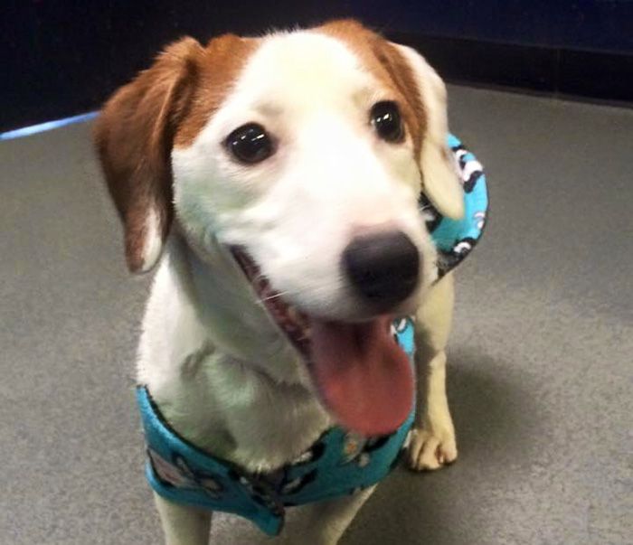 photo via Charlotte SPCA