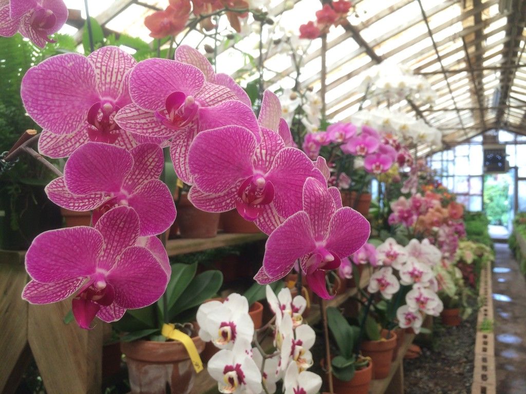 Campbell’s Greenhouse will bring your orchid back to life for 14 max