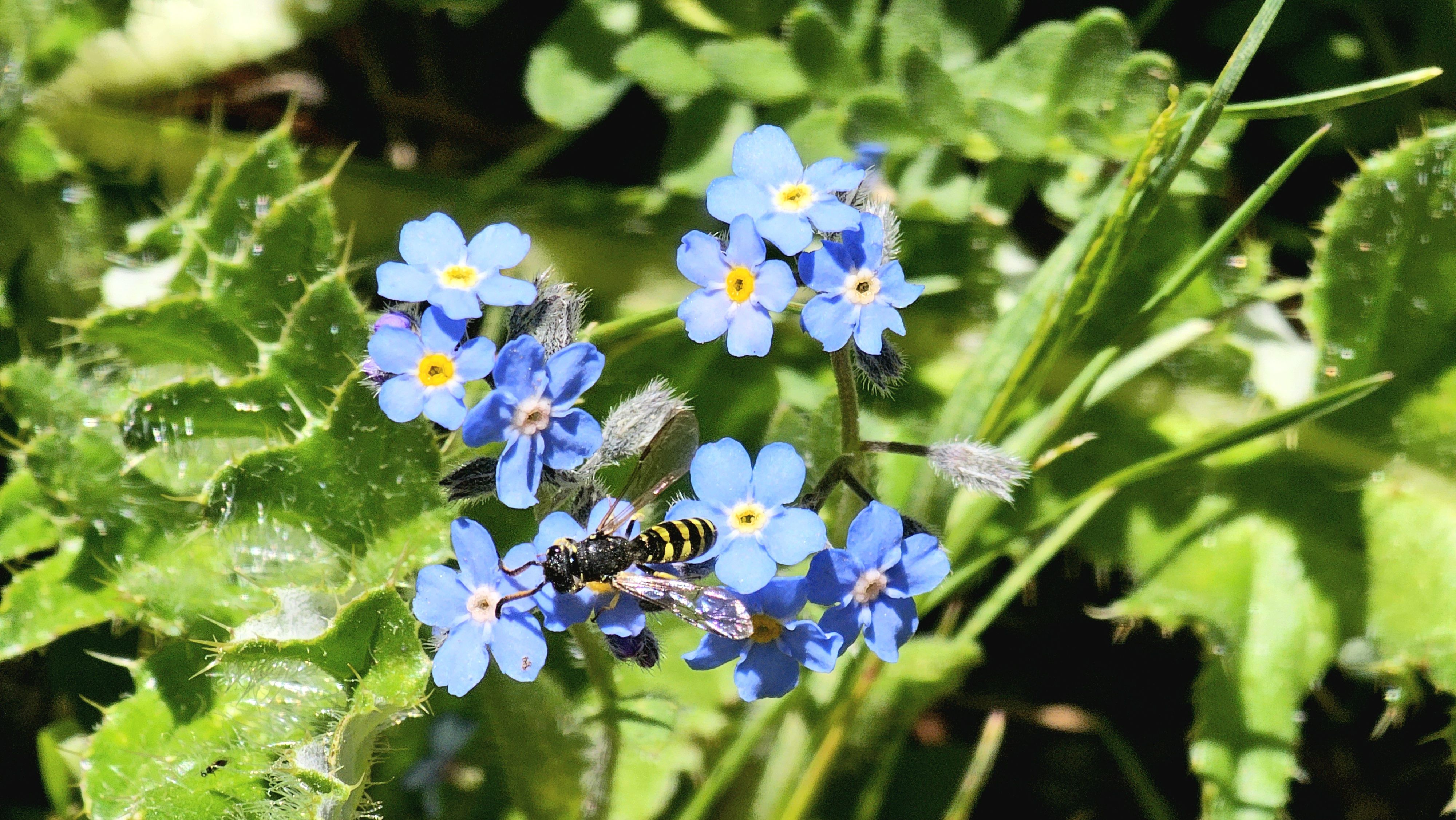 Cluster of blue forget-me-not flowers with yellow centers among green leaves and hairy stems; a yellow-and-black wasp sits on one bloom.