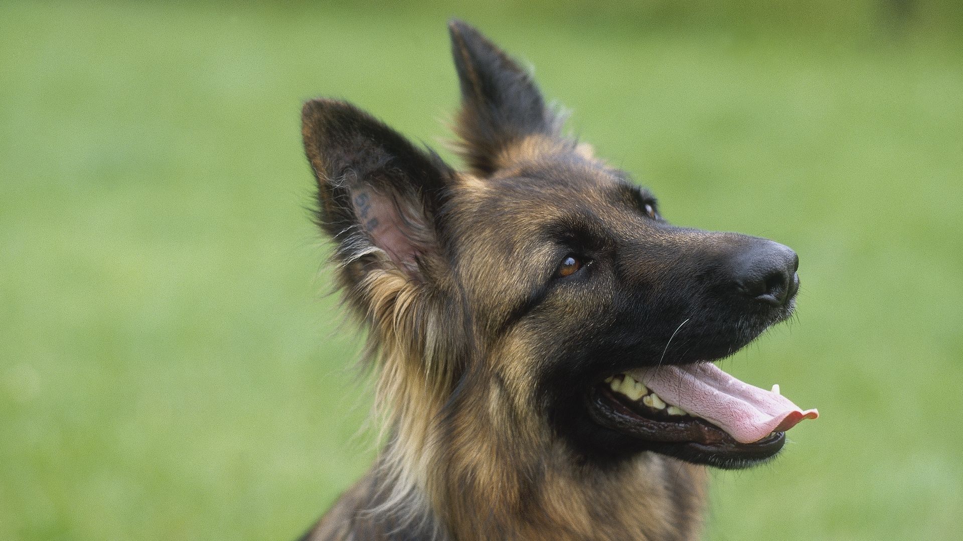 12 Dog Pool Logs Stock Photos, High-Res Pictures, and Images - Getty Images