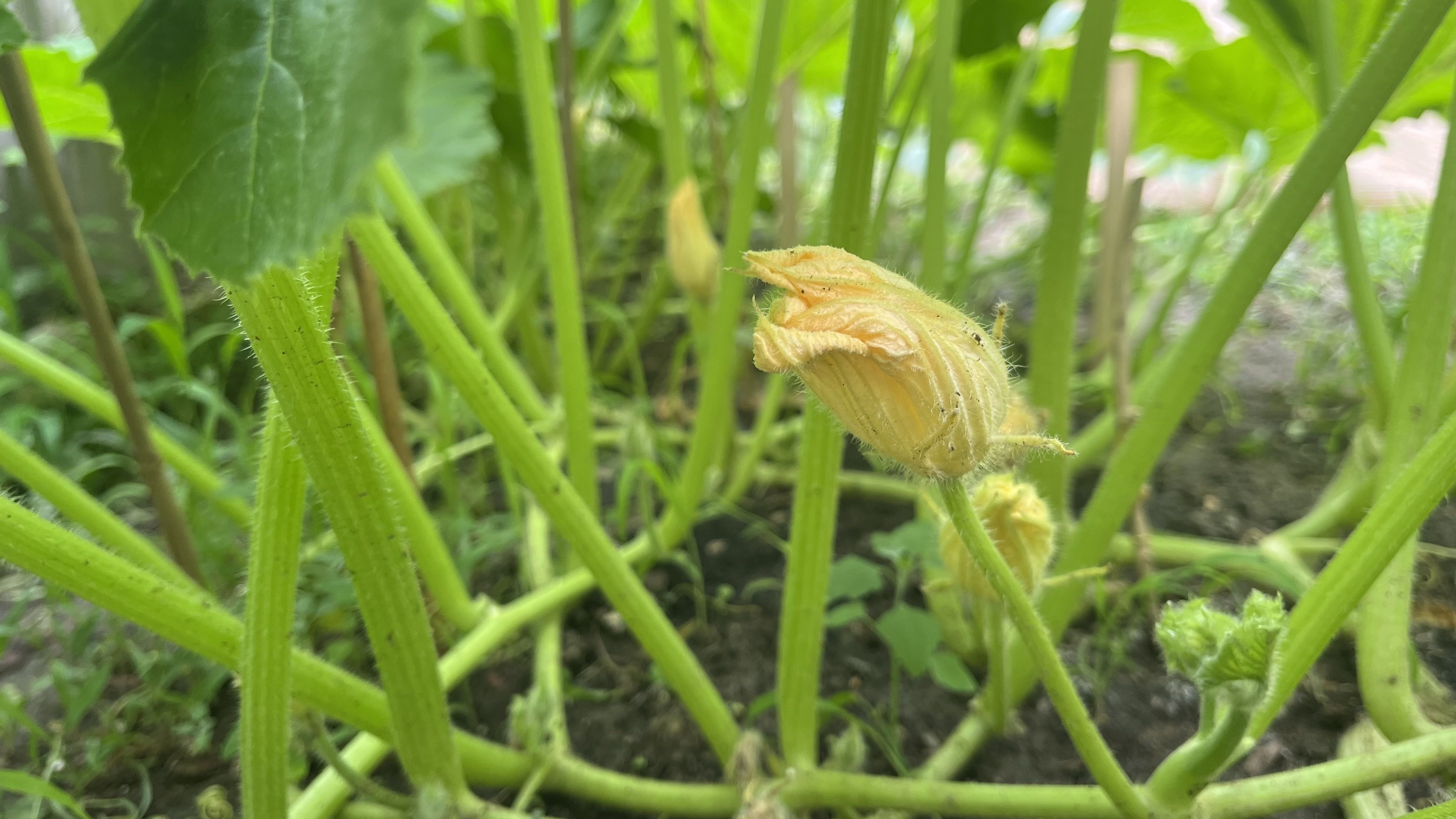 Close-up of a pale yellow zucchini blossom bud on a hairy green stem, among dense green vines and leaves in a garden.